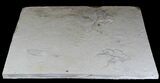 Unprepared Fossil Fish Plate - xPriscara, Knightia #28140-1